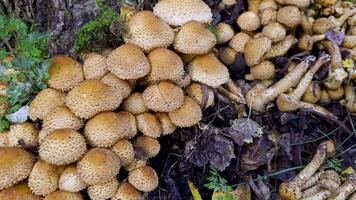 A close-up view of golden-hued mushrooms growing in clusters on a damp forest floor. Captured from above, the texture of the mushroom caps and the forest environment is clearly visible, revealing the video