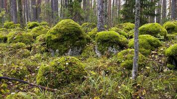 A tranquil scene of mossy boulders nestled between towering pine trees in a peaceful Karelian forest. The camera captures a wide-angle view of the forest floor, showcasing the natural beauty of the video