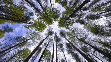An upward view of towering trees gently swaying in the breeze, with the camera spinning around its axis, revealing the full height of the trees and the bright sky above in a serene forest setting video