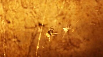 Spooky orange neon light atmosphere with huge halloween spiders in cobweb in neon light show creepy city night scene with spider webs and flying insects spiders hunting insects with weaving webs video