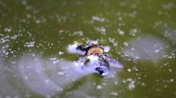 Drowning bee fighting for its life in water or garden pond is helpless insect in water unable to escape the water desperately flapping its wings in the water as a bee cannot swim will be eaten by fish video