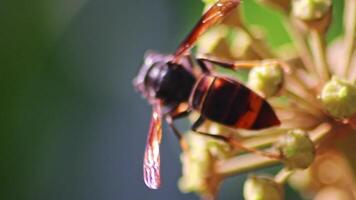 Macro of Big hornet collecting nectar pollen while dusting a blooming bush in autumn is big impressive venomous insect with poisonous stinger and big mandibles as king of insects yellow jacket flying video