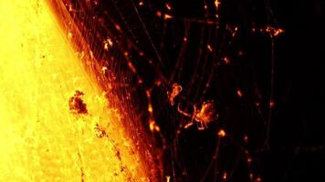 Orbweaver spiders in neon light use their illuminated cobweb to hunt flying insects in the night attracted by the neon light show orange city night scene with spider webs and flying insects spiders video