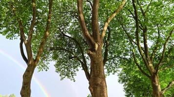 Multi-colored arching gradient colorful rainbow after the rain with green trees and clouds as arching sky and rain phenomenon shows red orange yellow violet blue and green colors of the rainbow video