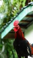 close up portrait of rooster with blurry background photo
