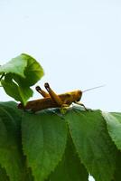 a green grasshopper is perched on a leaf against the sky background photo