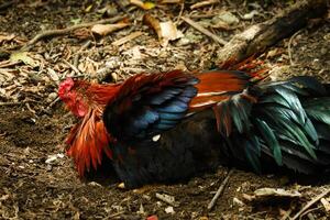 portrait of a rooster relaxing on the ground photo