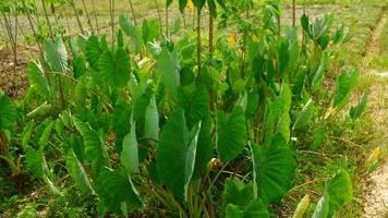 photography of taro leaf plants suitable for natural backgrounds photo