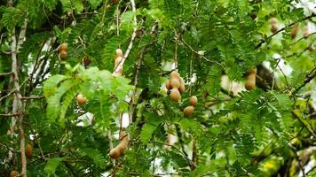 Tamarind with green leaves in nature with sunny weather photo