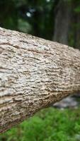 The texture of pine tree bark is suitable for the background photo