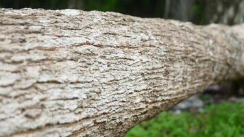 The texture of pine tree bark is suitable for the background photo
