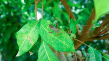 stinging grasshopper perched on a leaf with a blurred background photo