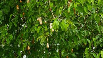 Tamarind with green leaves in nature with sunny weather photo