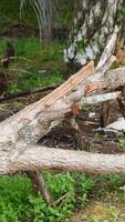Photography of Pine tree trunk that has been cut down photo