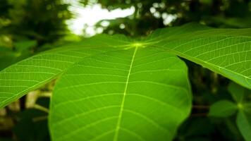 Close up photography of cassava leaves is suitable for natural backgrounds photo