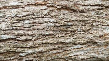 The texture of pine tree bark is suitable for the background photo