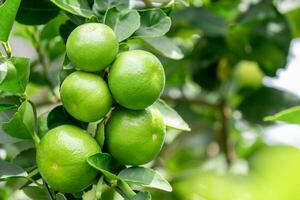 Green lemons is citrus fruits on a branch with nature background. Green Lemons tree in the garden with daylight. Fresh green lime fruit hanging from branch. photo