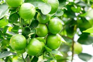 Green lemons is citrus fruits on a branch with nature background. Green Lemons tree in the garden with daylight. Fresh green lime fruit hanging from branch. photo