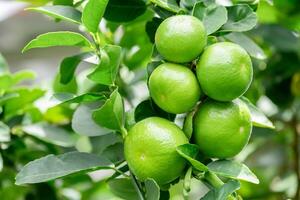 Green lemons is citrus fruits on a branch with nature background. Green Lemons tree in the garden with daylight. Fresh green lime fruit hanging from branch. photo
