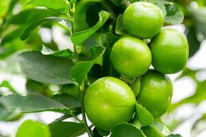 Green lemons is citrus fruits on a branch with nature background. Green Lemons tree in the garden with daylight. Fresh green lime fruit hanging from branch. photo