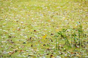 Bright, beautiful yellow-red leaves float in the water among green duckweed Lemna L. during leaf fall. Watercress marsh and grass. River watercress and silt. Lemna minor. photo