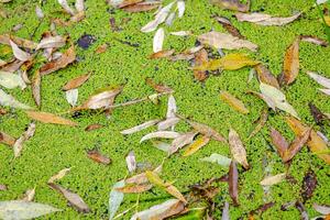 Bright, beautiful yellow-red leaves float in the water among green duckweed Lemna L. during leaf fall. Watercress marsh and grass. River watercress and silt. Lemna minor. photo