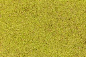 Watercress marsh and grass. River watercress and silt. Lemna minor. Green watercress Lemna minor L. floating on water in a pond photo
