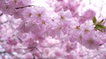 Close-up of a sakura tree branch on a clear sunny day. video