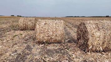 Three hay bales sit in a harvested cornfield under a grey sky, perfect for autumn and harvest themed concepts video