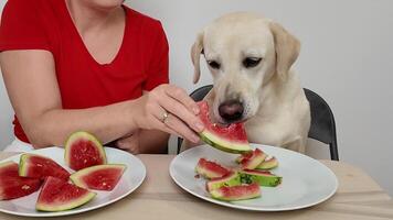 A woman in a red shirt feeds a Labrador Retriever watermelon slices at a dining table, ideal for summer, pets, and friendship themes video