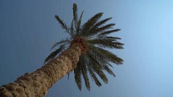 Trunk Of A Huge Palm Tree video