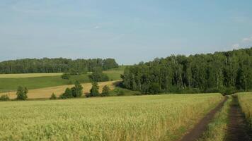 Go Through Fields To Trees video