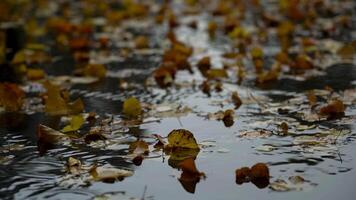 Autumn Foliage In A Puddle video