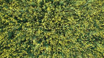 Field Of Yellow Flowers video