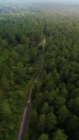 Aerial footage of a pine forest area with a straight road running through it. 4k footage of a motor vehicle passing through a road between a pine forest that is still very beautiful and lush. video