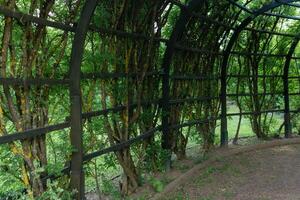 view from inside a shady pergola in a park photo