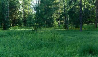 clearing in the forest with wild herbs photo