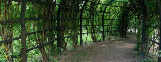 view from inside a shady pergola in a park photo