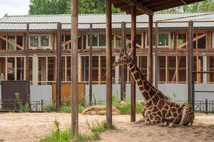 giraffe resting in zoo enclosure photo