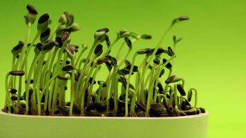 A close up of sprouts growing in a white container video
