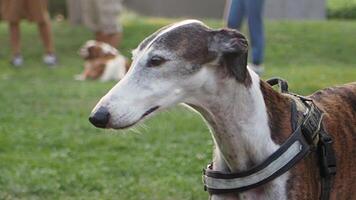 Graceful and elegant Greyhound enjoys a park setting filled with sunshine and nature video
