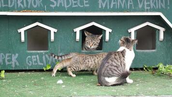 une chat repos sur le chat maison à rue video