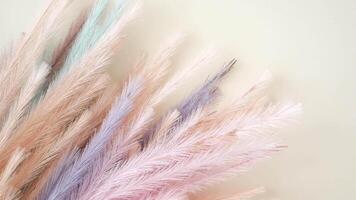 Delicate and soft pastelhued pampas grass beautifully arranged against a creamy background video