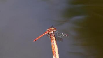 Red Crimson dragonfly in profile Impressive shot of insect killer dragonfly warming up in sunshine waiting for flies or insects to hunt for as beneficial animal red facete eyes macro filigree wings video