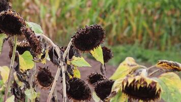 Drought with dry and withered sunflowers in extreme heat periode with hot temperatures and no rainfall due to global warming causes crop shortfall with water shortage on agricultural sunflower fields video