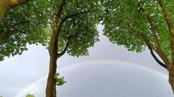 Colorful rainbow after the rain through trees and gray clouds shows red orange yellow violet blue and green colors of the rainbow as arching sky and rain phenomenon video