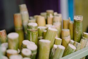 Sugarcane stalk standing tall, displaying its natural green texture photo