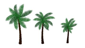 A group of palm tree with isolated white background vector