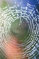 Close-up Spider Web with Dewdrops Natural Macro Photography for Nature Themes photo