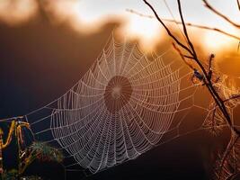 spider web with dew drops photo